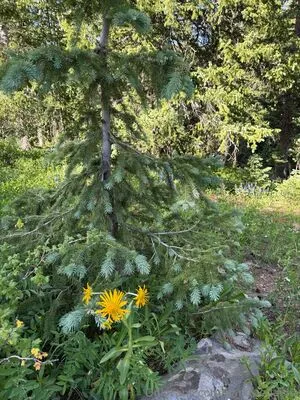 Darkfaedahlia OnlyFans Leaked Free Thumbnail Picture - #ec85nuKvgz