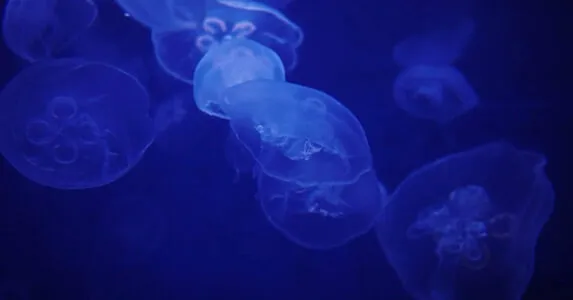 Dearest Daisy OnlyFans Leaked Free Thumbnail Picture - #7ziynYDZ2q