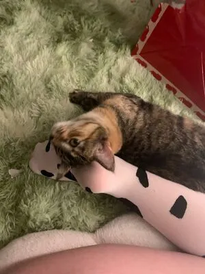 Denpafish OnlyFans Leaked Free Thumbnail Picture - #dqUn6nDZk2