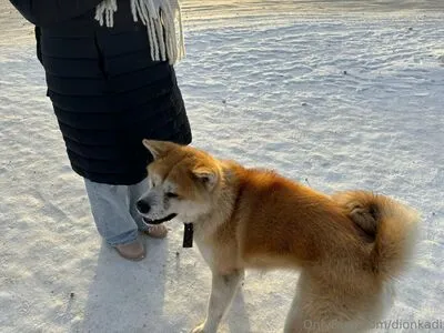 Dionkadi OnlyFans Leaked Free Thumbnail Picture - #pbWrf6L4Pe