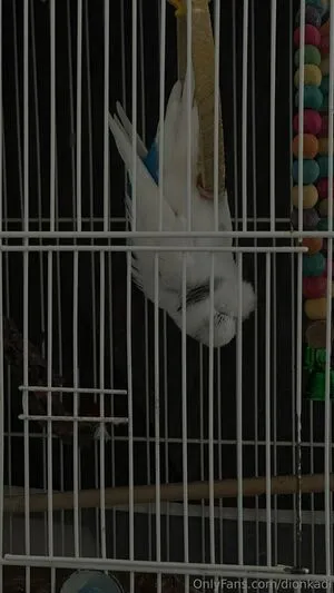 Dionkadi OnlyFans Leaked Free Thumbnail Picture - #tCPu6ixjwA