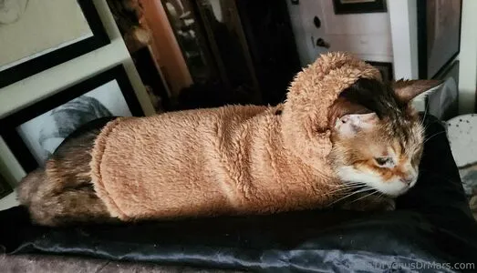 Drvenusdrmars OnlyFans Leaked Free Thumbnail Picture - #y7nPIxVW0j