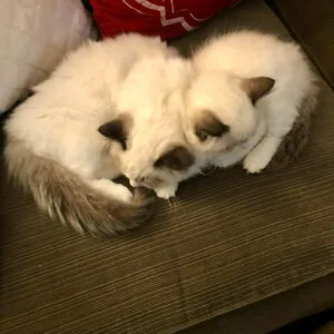 Duckie Cos OnlyFans Leaked Free Thumbnail Picture - #2XL4V5RTq6