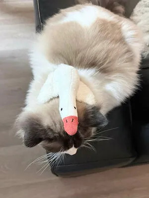 Duckie Cos OnlyFans Leaked Free Thumbnail Picture - #r89BEKKLfP