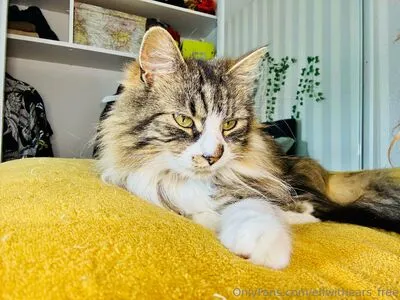 Elfwithears Free OnlyFans Leaked Free Thumbnail Picture - #Kxy06F00AH