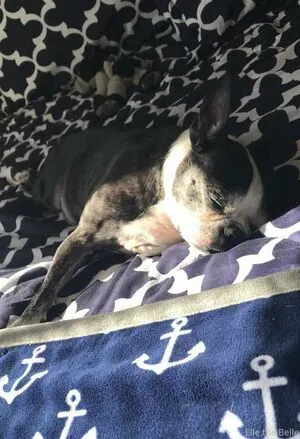 Elle The Belle OnlyFans Leaked Free Thumbnail Picture - #740FAnhubC