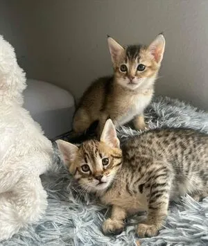 Elsacatlover OnlyFans Leaked Free Thumbnail Picture - #JcGDEm7mLx