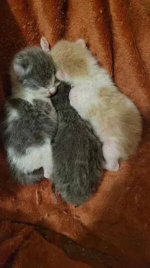 Emjay Lynn OnlyFans Leaked Free Thumbnail Picture - #OLfDHFkC0i