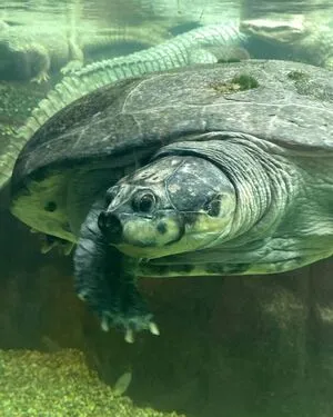 Estela OnlyFans Leaked Free Thumbnail Picture - #5iSwAflNXS