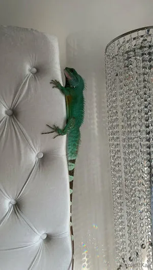 Explicitkait OnlyFans Leaked Free Thumbnail Picture - #DRjR486JkZ