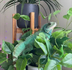 Explicitkait OnlyFans Leaked Free Thumbnail Picture - #VcUnhVSJaT