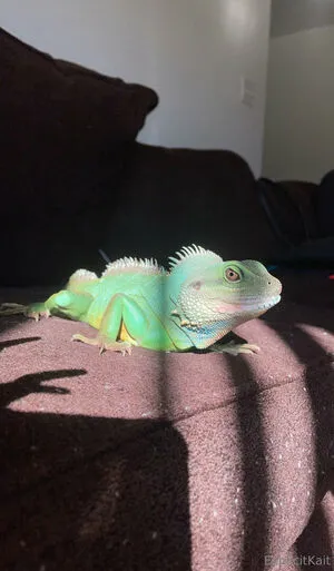 Explicitkait OnlyFans Leaked Free Thumbnail Picture - #i3fjlrUjYY