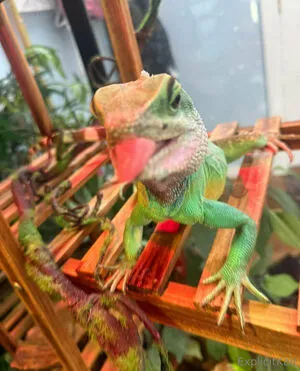 Explicitkait OnlyFans Leaked Free Thumbnail Picture - #t6UdUwZqhn