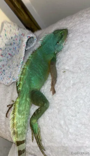 Explicitkait OnlyFans Leaked Free Thumbnail Picture - #taTClQpc5G