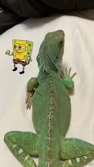 Explicitkait OnlyFans Leaked Free Thumbnail Picture - #ylVNVtAQyE