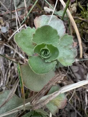 Fallenemoangel OnlyFans Leaked Free Thumbnail Picture - #AuSuRChB4k