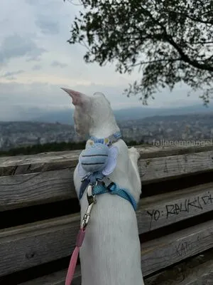 Fallenemoangel OnlyFans Leaked Free Thumbnail Picture - #hj22Bq7gy5