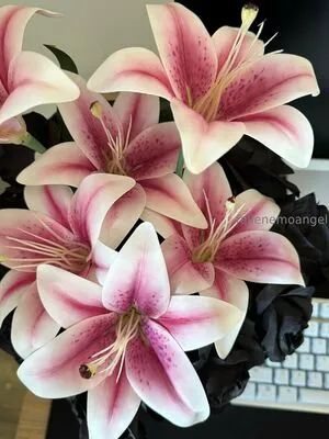 Fallenemoangel OnlyFans Leaked Free Thumbnail Picture - #un0KLD34Dt