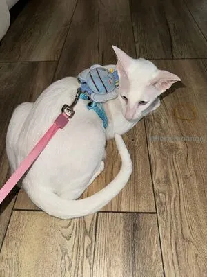 Fallenemoangel OnlyFans Leaked Free Thumbnail Picture - #wbM9cUSnyf