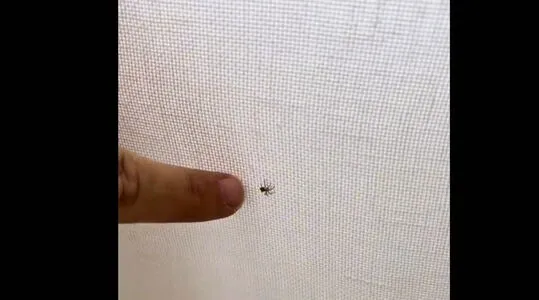 Fenixsun OnlyFans Leaked Free Thumbnail Picture - #3fmqhLv501