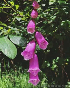 Foxglove Fairy Free OnlyFans Leaked Free Thumbnail Picture - #7YQV7HZU8L