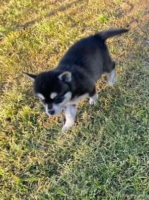 Geminikittykde OnlyFans Leaked Free Thumbnail Picture - #PXOOrXbWQt