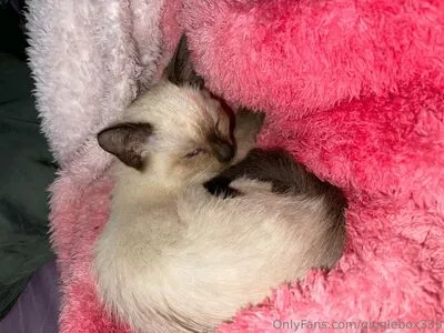 Gigglebox333 OnlyFans Leaked Free Thumbnail Picture - #Rs1agRAeYg