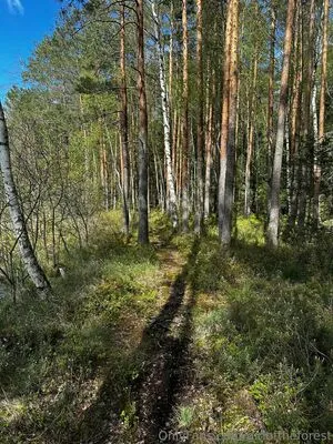 Girloftheforest OnlyFans Leaked Free Thumbnail Picture - #7NIpJQttH1