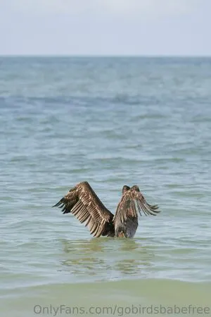 Gobirdsbabefree OnlyFans Leaked Free Thumbnail Picture - #5tZ1GKnjlf