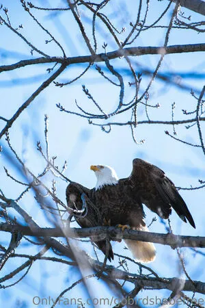 Gobirdsbabefree OnlyFans Leaked Free Thumbnail Picture - #BxNkYIQp8G