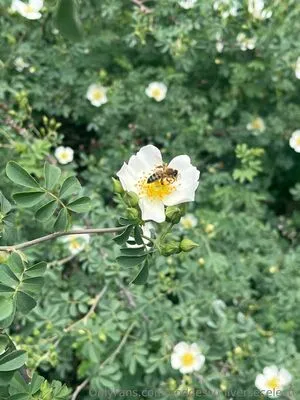 Goddessuniverseceleste OnlyFans Leaked Free Thumbnail Picture - #iHOIMUtUcf