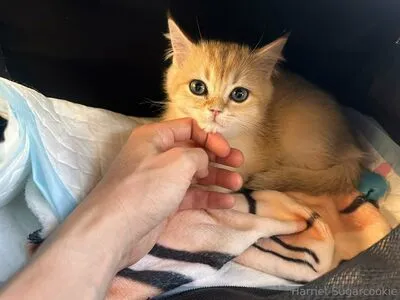 harrietsugarcookie OnlyFans Leaked Free Thumbnail Picture - #veNt6gthmd