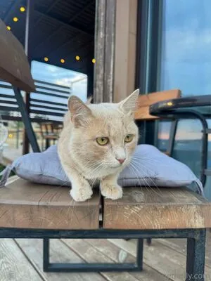 Heeyhelly OnlyFans Leaked Free Thumbnail Picture - #XBYZGdneOd