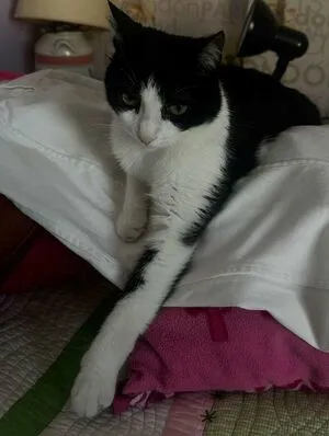 Hilda Kertalli OnlyFans Leaked Free Thumbnail Picture - #mpuCAvC35Y