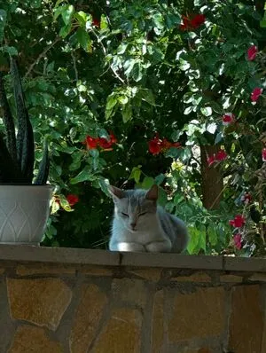 Hilda Kertalli OnlyFans Leaked Free Thumbnail Picture - #uSE4yTtRTB