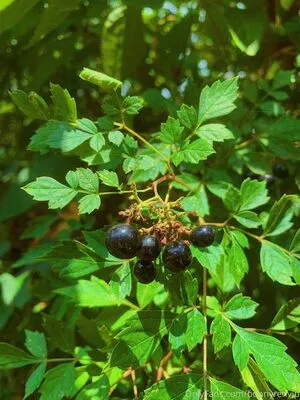 Honey Summers OnlyFans Leaked Free Thumbnail Picture - #G5wtkSCggy