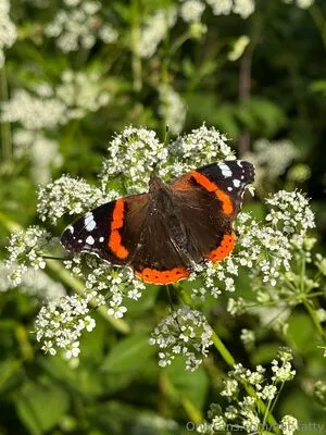 Hot Tatty OnlyFans Leaked Free Thumbnail Picture - #dNpSMQfB1v