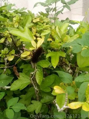 Italian Sun Shine OnlyFans Leaked Free Thumbnail Picture - #NGhyfa8d2O