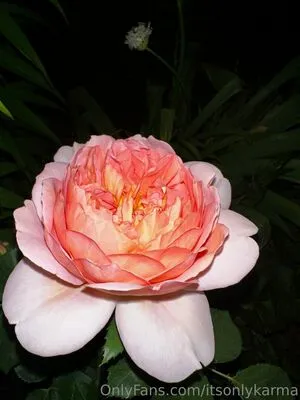 Itsonlykarma OnlyFans Leaked Free Thumbnail Picture - #7TRdit4FvF