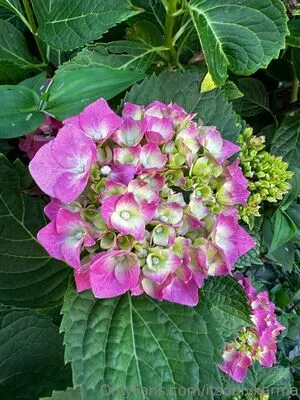 Itsonlykarma OnlyFans Leaked Free Thumbnail Picture - #BxDKWb1rAZ