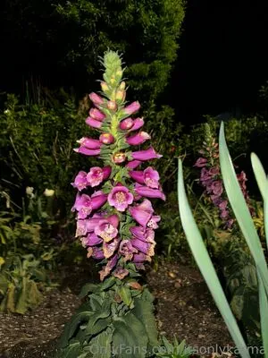 Itsonlykarma OnlyFans Leaked Free Thumbnail Picture - #NfDgcBBv3q