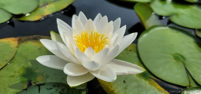 Jacksonlomax OnlyFans Leaked Free Thumbnail Picture - #Cdgg9GJIYA