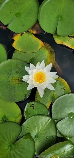 Jacksonlomax OnlyFans Leaked Free Thumbnail Picture - #RXSitOkjOy