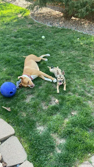 Jakevcomedy OnlyFans Leaked Free Thumbnail Picture - #QAnyJ7yqKk