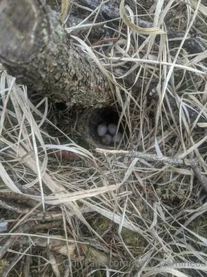 Jazzy Jasmine OnlyFans Leaked Free Thumbnail Picture - #jHdCwq1Mcb