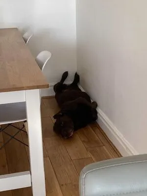 Jennynextdoorgirl OnlyFans Leaked Free Thumbnail Picture - #x8bMFy8Y8G