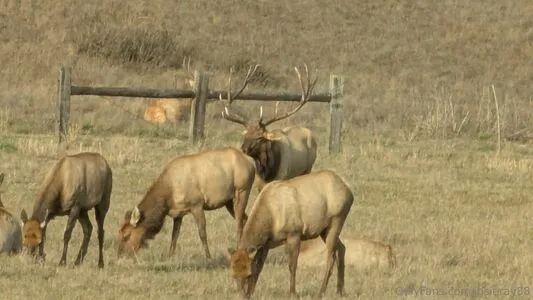 Josieray88 OnlyFans Leaked Free Thumbnail Picture - #L6fgnKifEc