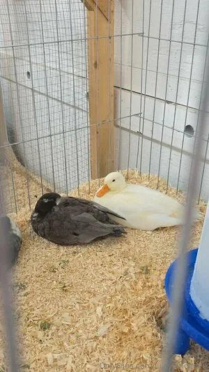 Juicyjaneeeee OnlyFans Leaked Free Thumbnail Picture - #fOM66kIunX