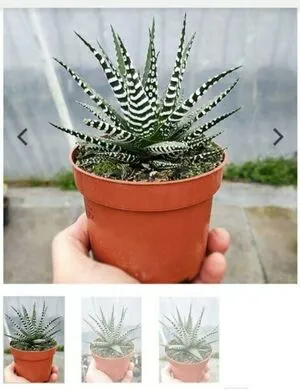 Kamillika OnlyFans Leaked Free Thumbnail Picture - #4g1EXOnAtG