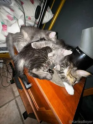 Karleaxoxo OnlyFans Leaked Free Thumbnail Picture - #dHn3kPde83